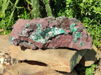 Natural XL Drusy Ball Malachite On Dolomite Matrix Specimen x 1 From Mindingi Mine, Kambove, Congo