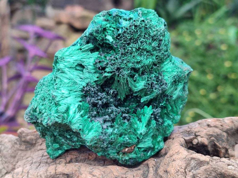 Natural Silky Malachite Specimens x 6 From Kasompe, Congo