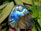 Polished Labradorite Standing Free Forms x 6 From Tulear, Madagascar