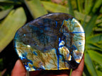 Polished Labradorite Standing Free Forms x 6 From Tulear, Madagascar