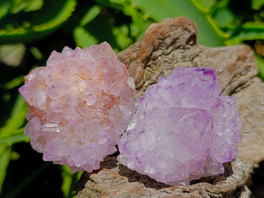 Natural Sunburst Amethyst Spirit Clusters x 12 From Boekenhouthoek, South Africa