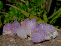 Natural Sunburst Amethyst Spirit Clusters x 12 From Boekenhouthoek, South Africa