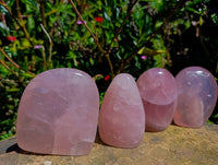 Polished Rose Quartz Standing Free Forms x 4 From Madagascar