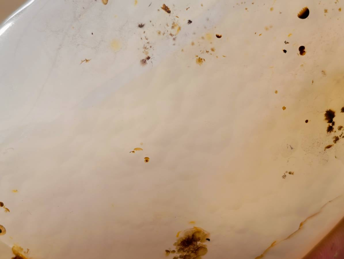 Polished Banded Dendritic Agate Standing Free Forms x 6 From Moralambo, Madagascar