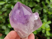 Natural Jacaranda Amethyst Quartz Single Crystals x 6 From Mumbwa, Zambia