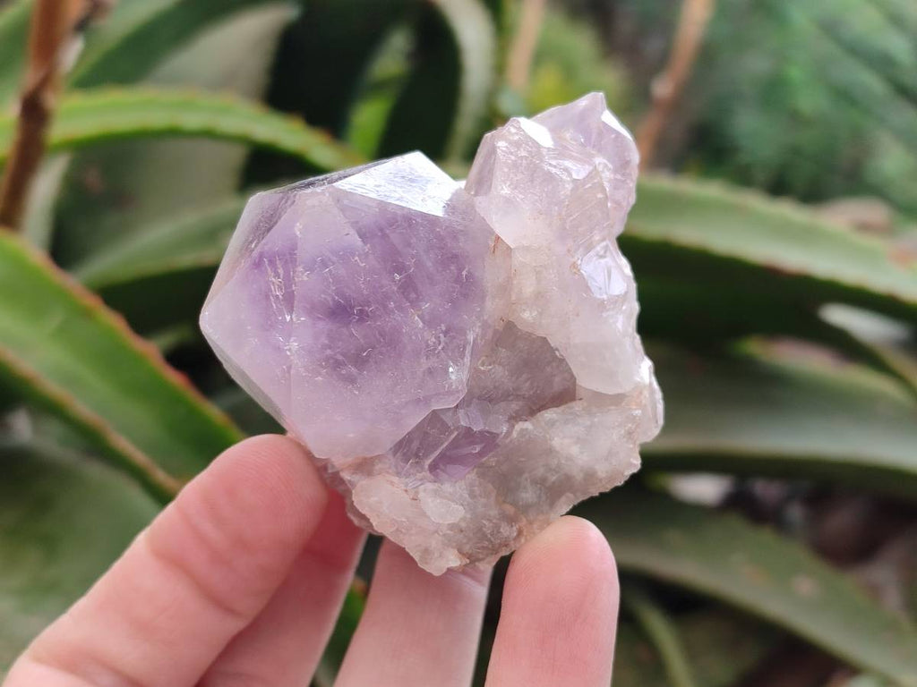 Natural Jacaranda Amethyst Quartz Single Crystals x 6 From Mumbwa, Zambia