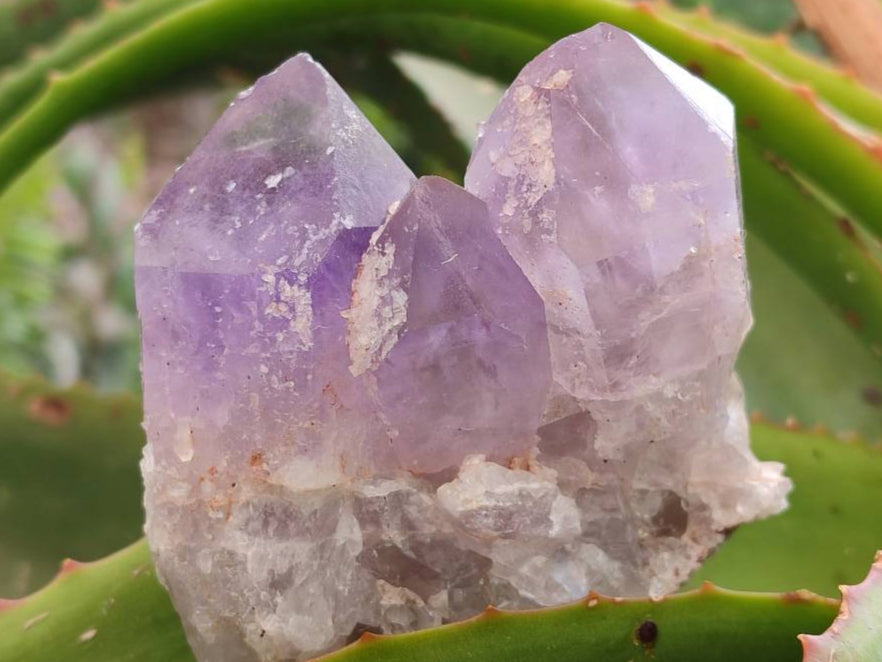 Natural Jacaranda Amethyst Quartz Single Crystals x 6 From Mumbwa, Zambia