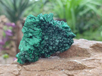 Natural Silky Malachite Specimens x 6 From Kasompe, Congo