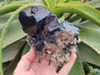 Natural Schorl Black Tourmaline With Smokey Quartz Specimens x 2 From Erongo, Namibia