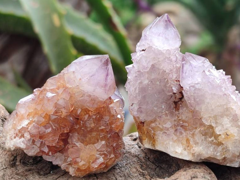 Natural Sunburst Amethyst Spirit Crystals x 20 From Boekenhouthoek, South Africa