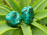Polished Malacolla Free Forms x 35 From Kulukuluku, Congo