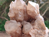 Natural Dark Smokey Phantom Quartz Clusters x 2 From Luena, Congo