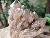 Natural Dark Smokey Phantom Quartz Clusters x 2 From Luena, Congo