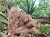 Natural Dark Smokey Phantom Quartz Clusters x 2 From Luena, Congo
