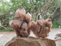 Natural Dark Smokey Phantom Quartz Clusters x 2 From Luena, Congo