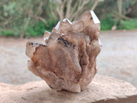 Natural Dark Smokey Phantom Quartz Clusters x 2 From Luena, Congo