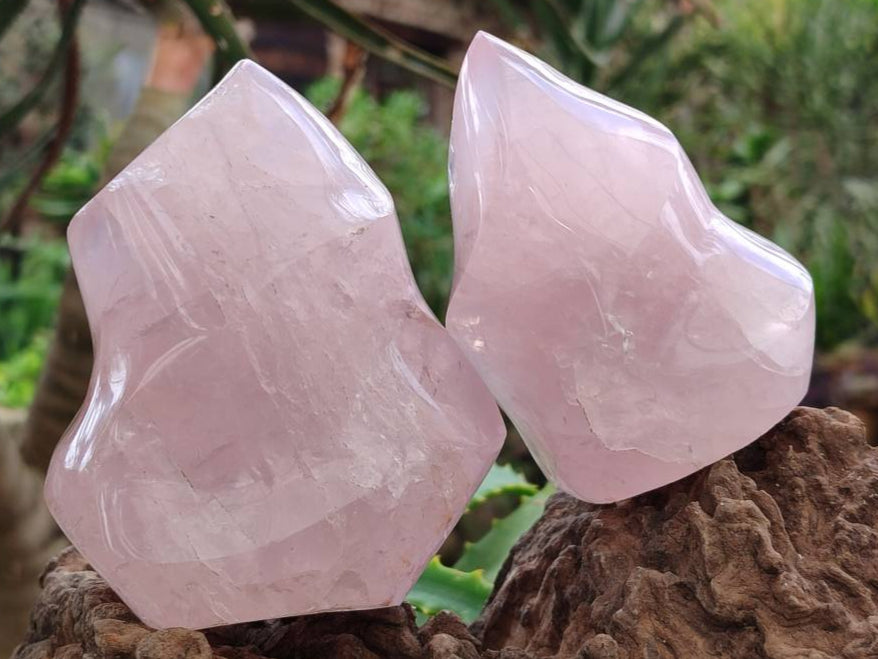 Polished Rose Quartz Flames x 3 From Madagascar