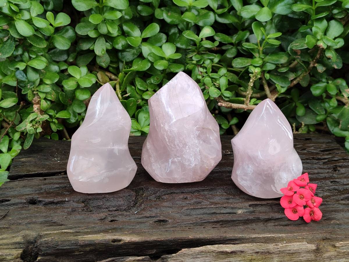 Polished Rose Quartz Flames x 3 From Madagascar