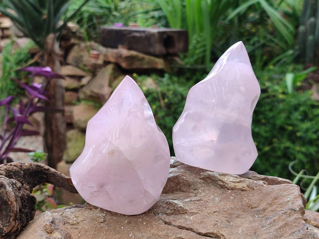 Polished Rose Quartz Flames x 3 From Madagascar