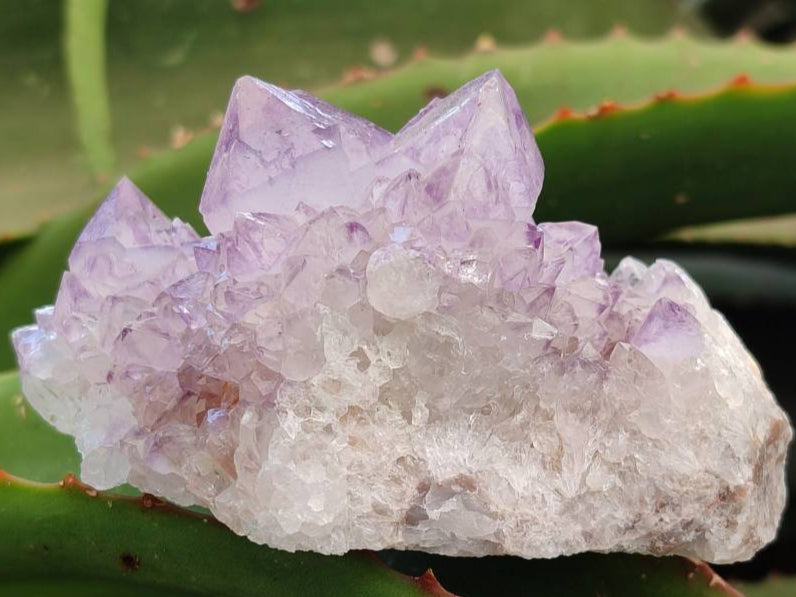 Natural Sunburst Amethyst Spirit Clusters x 12 From Boekenhouthoek, South Africa