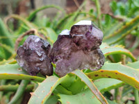 Natural Window Amethyst Crystals x 12 From Chiredzi, Zimbabwe