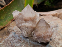 Natural Small Smokey Phantom Quartz Clusters x 12 From Luena, Congo