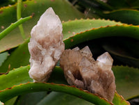 Natural Small Smokey Phantom Quartz Clusters x 12 From Luena, Congo