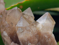 Natural Small Smokey Phantom Quartz Clusters x 12 From Luena, Congo