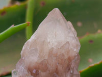 Natural Small Smokey Phantom Quartz Clusters x 12 From Luena, Congo