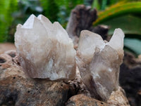 Natural Small Smokey Phantom Quartz Clusters x 12 From Luena, Congo