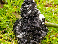 Natural Schorl Black Tourmaline with Vermiculite x 1 From Erongo, Namibia
