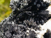 Natural Schorl Black Tourmaline with Vermiculite x 1 From Erongo, Namibia