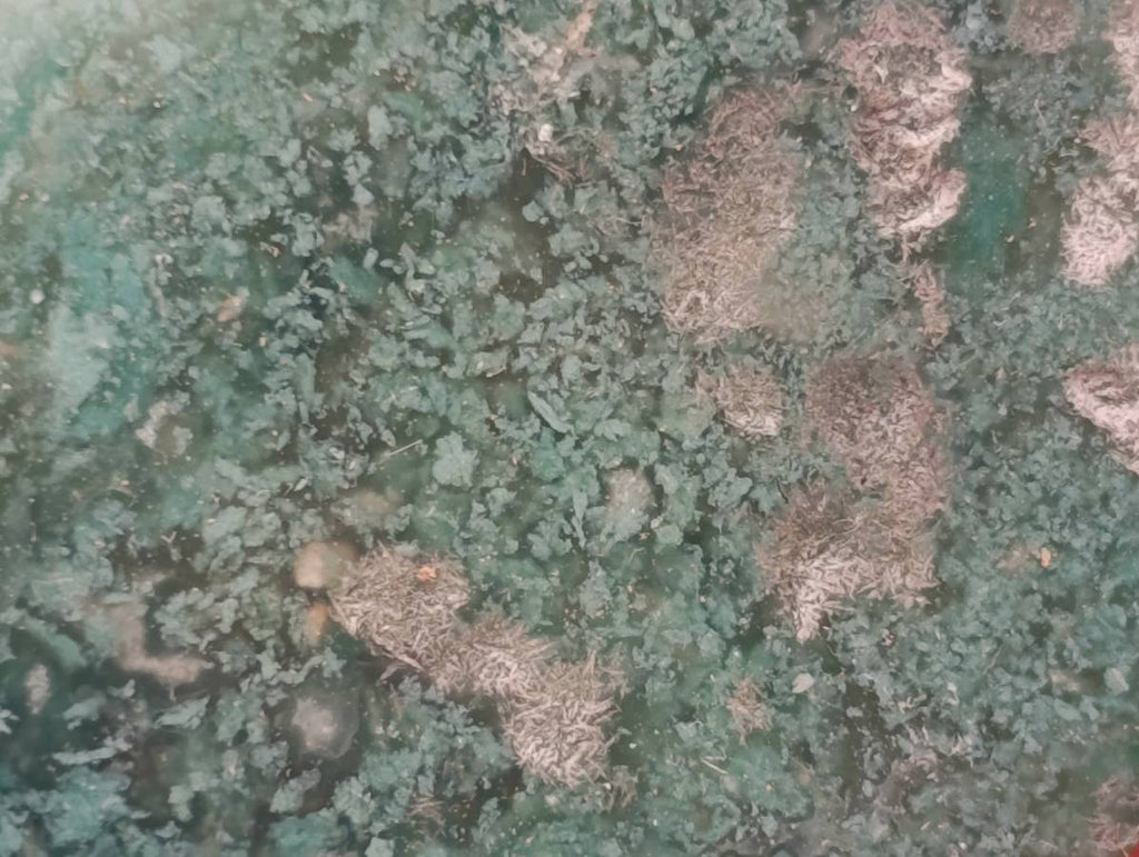 Polished On One Side Mtorolite Plates x 7 From Mutorashanga, Zimbabwe