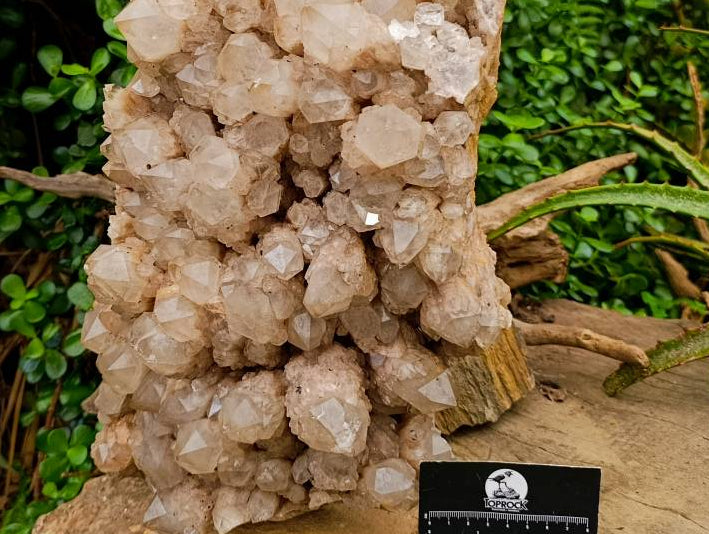 Natural XXL Smokey Phantom Quartz Cluster x 1 From Luena, Congo