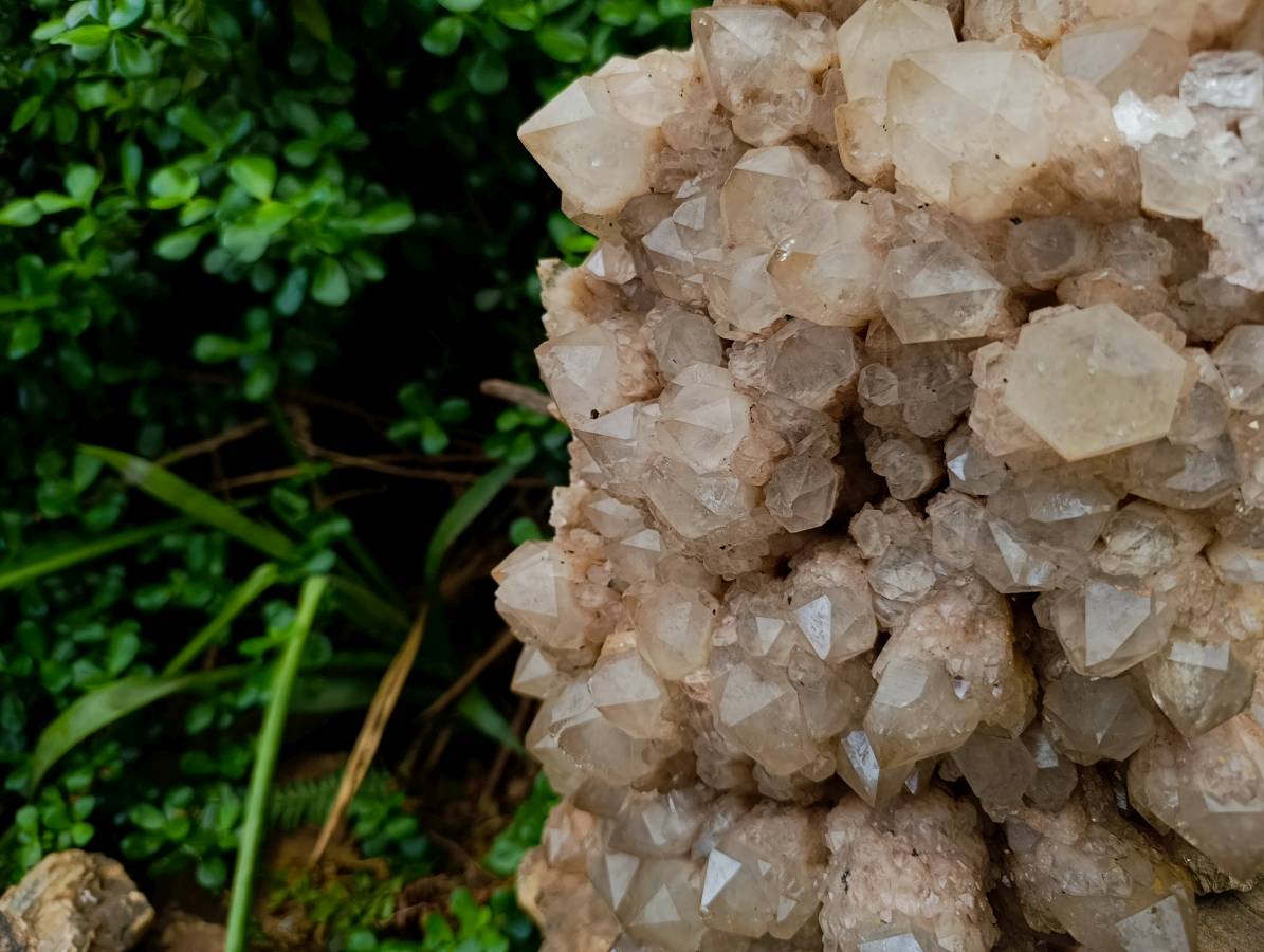 Natural XXL Smokey Phantom Quartz Cluster x 1 From Luena, Congo