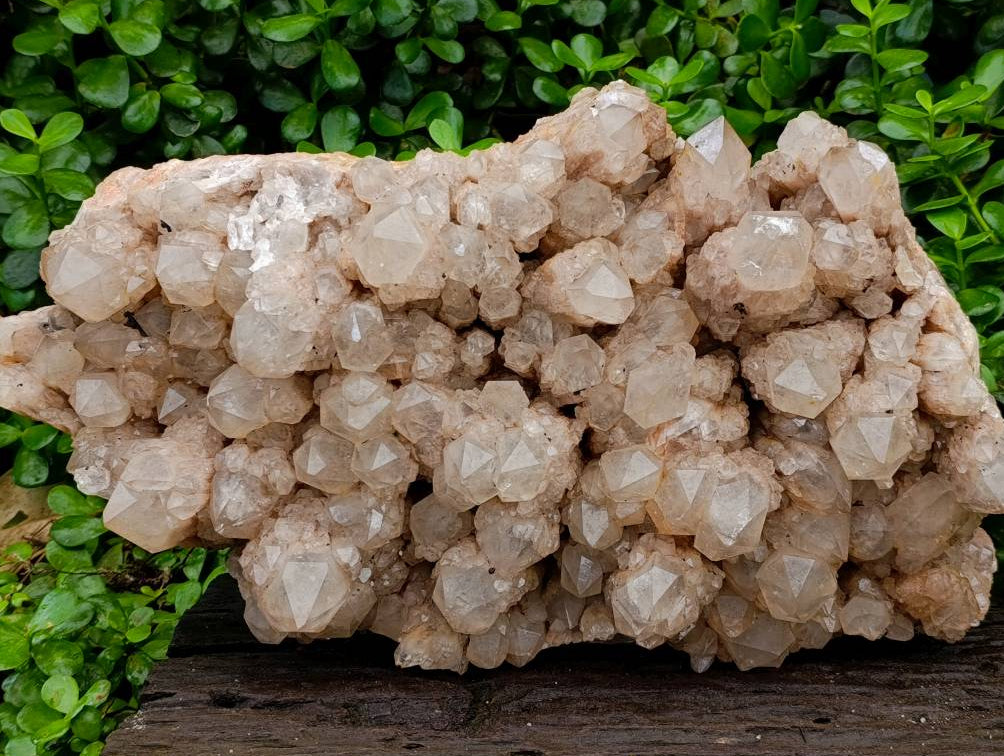 Natural XXL Smokey Phantom Quartz Cluster x 1 From Luena, Congo