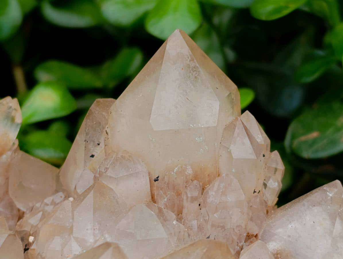 Natural XXL Smokey Phantom Quartz Cluster x 1 From Luena, Congo