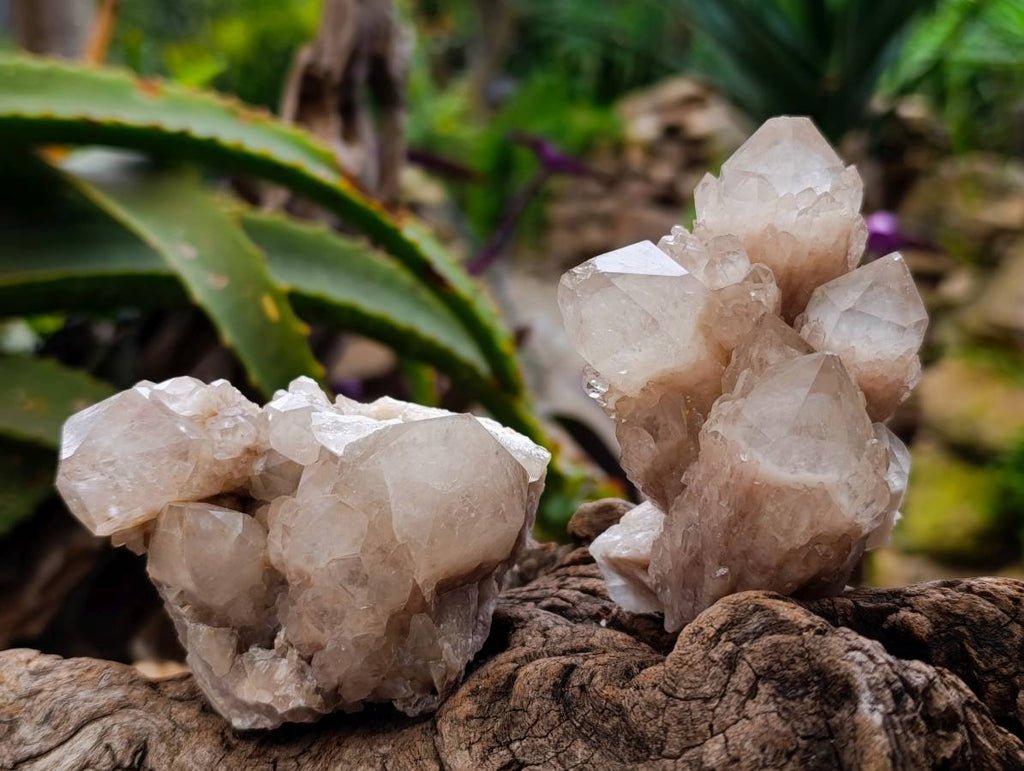 Natural Smokey Phantom Quartz Clusters x 6 From Luena, Congo