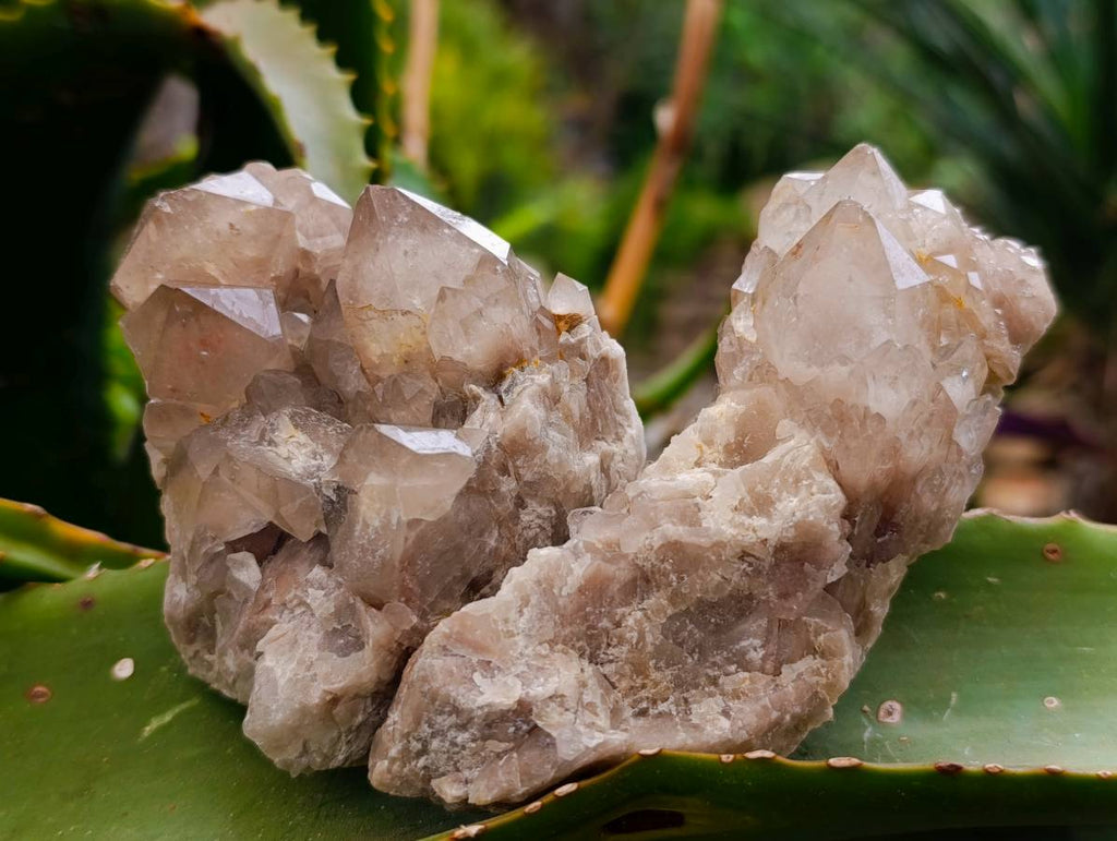 Natural Smokey Phantom Quartz Clusters x 6 From Luena, Congo