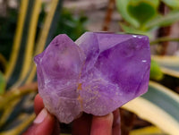 Polished Jacaranda Amethyst Quartz Crystals x 12 From Mumbwa, Zambia