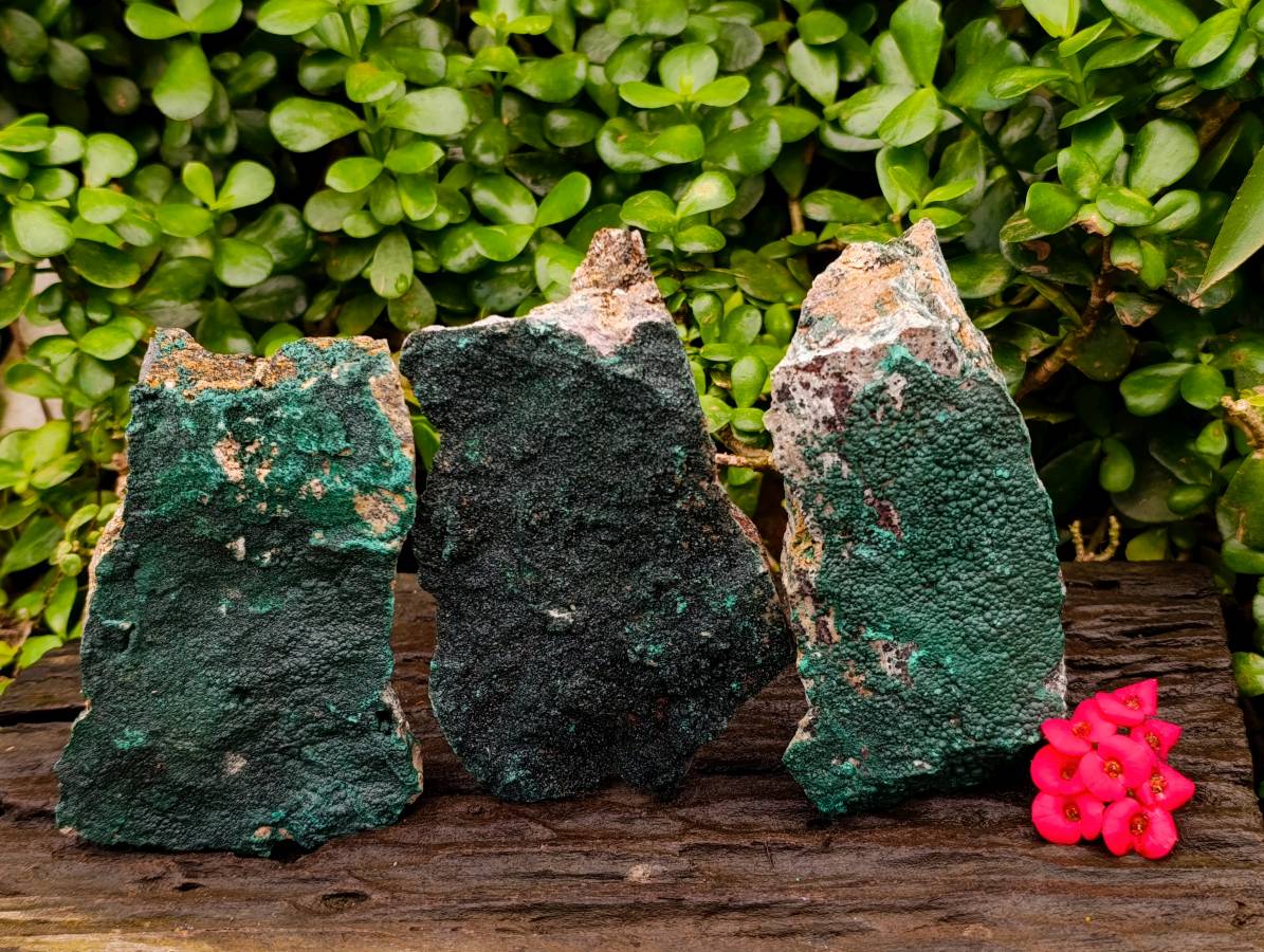 Natural Botryoidal Malachite Specimens x 3 From Congo