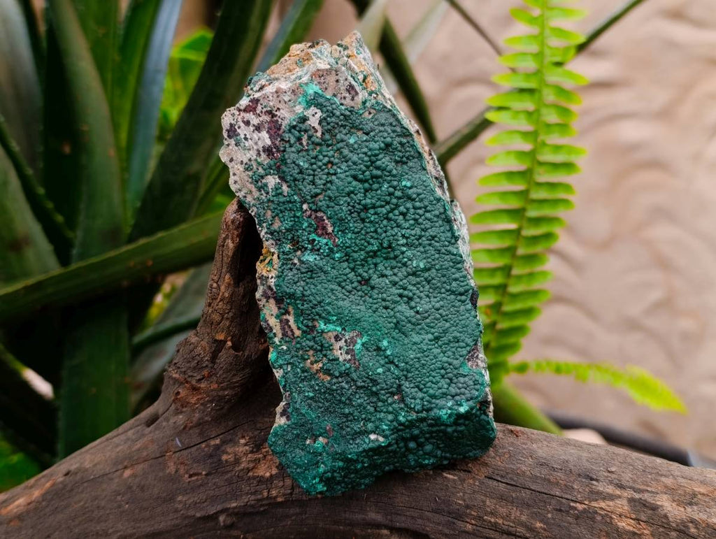 Natural Botryoidal Malachite Specimens x 3 From Congo