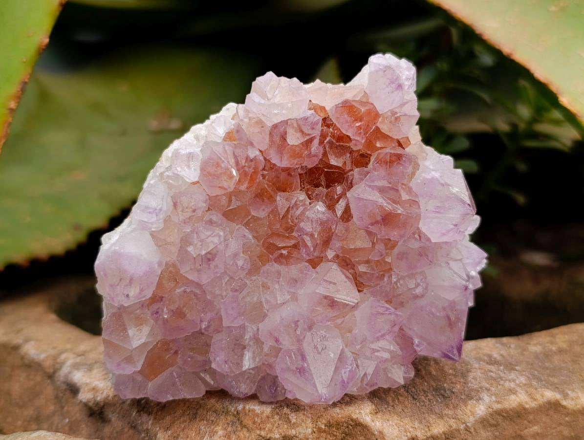 Natural Sunburst Amethyst Spirit Clusters x 4 From Boekenhouthoek, South Africa