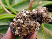 Natural Aegirine, Smokey Quartz, Zircon, Orthoclase Clusters x 6 From Zomba Mountain, Malawi
