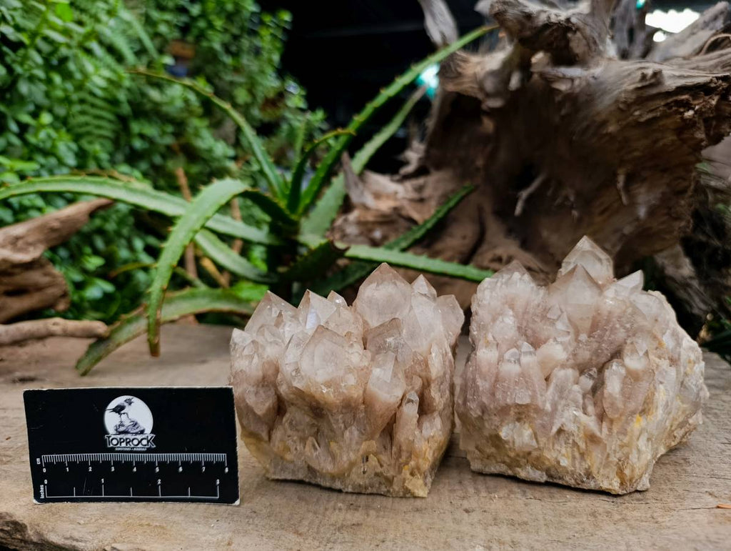 Natural Smokey Phantom Quartz Clusters x 2 From Luena, Congo