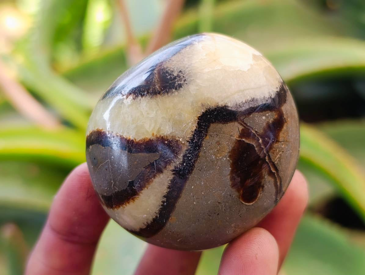 Polished Septerye Galets x 12 From Mahajanga, Madagascar