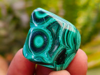Polished Malacolla Free Forms x 35 From Kulukuluku, Congo