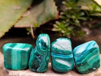 Polished Malacolla Free Forms x 35 From Kulukuluku, Congo