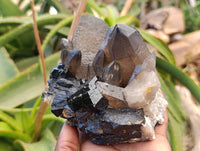 Natural Schorl Black Tourmaline With Smokey Quartz Specimens x 2 From Erongo, Namibia