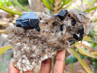 Natural Schorl Black Tourmaline With Smokey Quartz Specimens x 2 From Erongo, Namibia